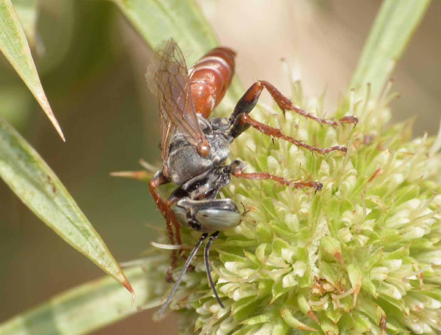Femmina di Tachysphex  incertus rufiventralis